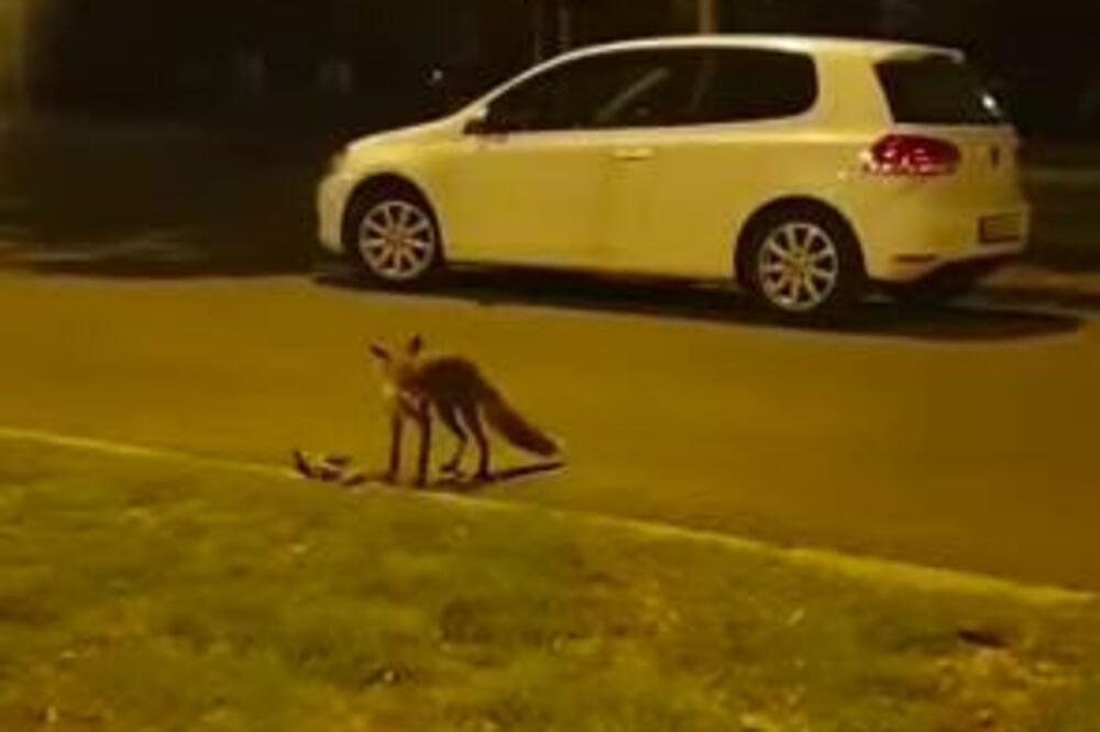 NE, NIJE BASNA! U Novom Sadu na snimljena lisica i to sa PLENOM, a onda se pojavila još jedna životinja (VIDEO)