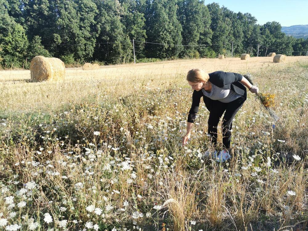 Mira Milovanović, Gavez