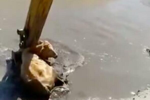 LUDI RUSI SU VIDELI KRAVU ZAGLAVLJENU U RECI: Onda su upalili BAGER, ostalo je ISTORIJA! (VIDEO)