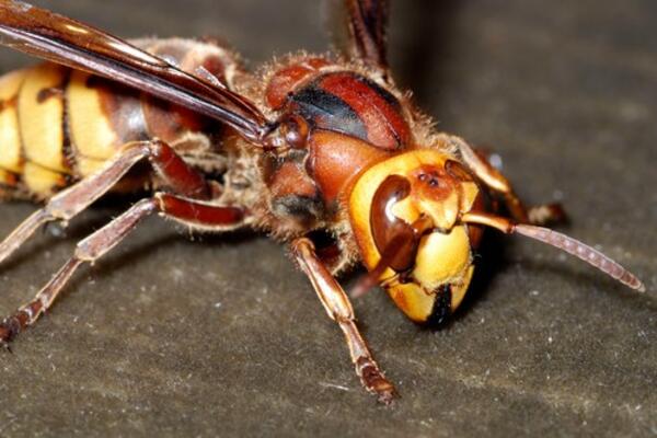 Napravite tečnost PROTIV OSA I STRŠLJENOVA od koje će insekti BEŽATI SAMI: Ovaj kućni trik će vam olakšati život