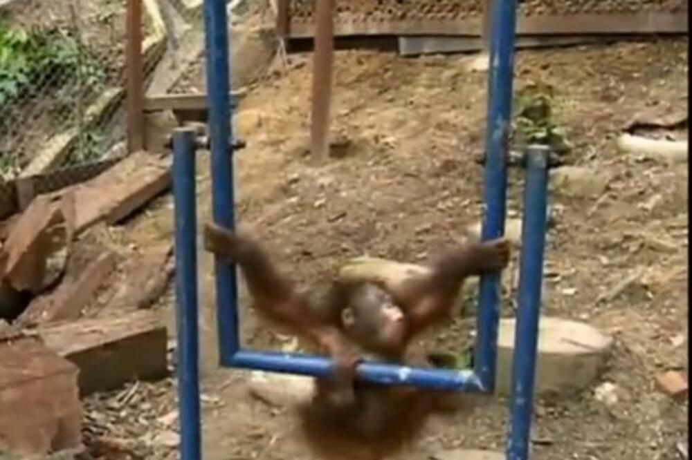 MALI ORANGUTAN SE LJULJAO NA LJULJAŠCI, A ONDA SE DESILA KATASTROFA: Plakao je kao MALO DETE, UŽAS! (VIDEO)