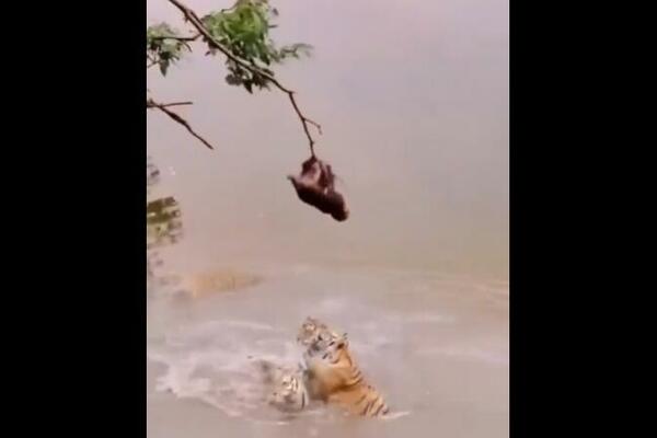 OVAJ MAJMUN JE POTPUNO LUD: Pogledajte šta radi iznad reke PUNE TIGROVA! (VIDEO)