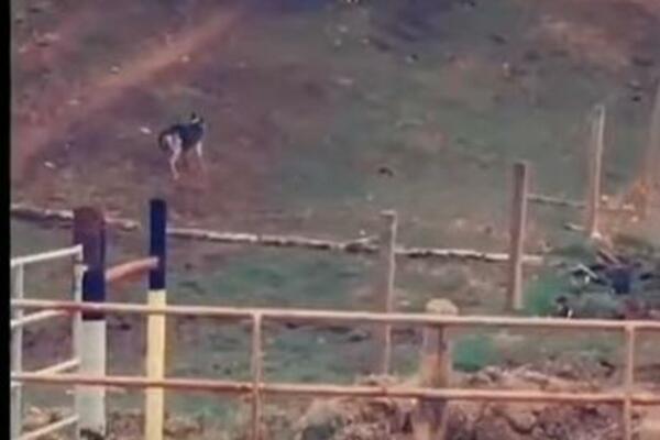 SNAŽNI VUČJAK JE KRENUO PREMA VELIKOM SIVOM VUKU: A onda je ZVER POKAZALA ŠTA JE (VIDEO)