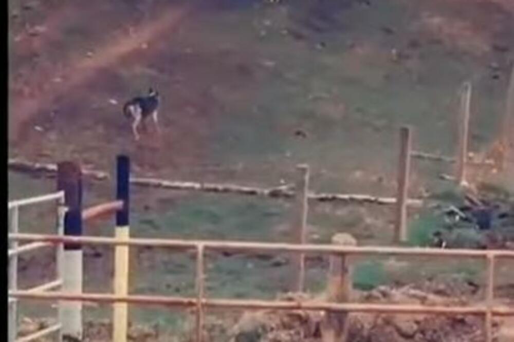 SNAŽNI VUČJAK JE KRENUO PREMA VELIKOM SIVOM VUKU: A onda je ZVER POKAZALA ŠTA JE (VIDEO)