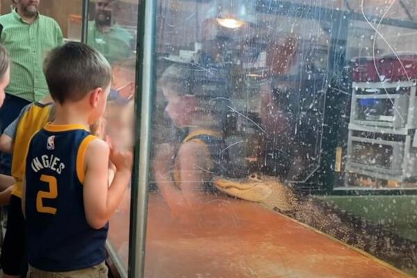 ZASTRAŠUJUĆA SCENA U ZOOLOŠKOM VRTU: Naočigled dece aligator uhvatio radnicu za ruku i odvukao je u vodu! (VIDEO)