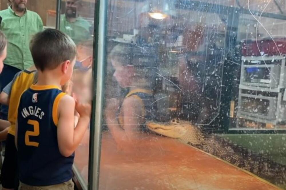 ZASTRAŠUJUĆA SCENA U ZOOLOŠKOM VRTU: Naočigled dece aligator uhvatio radnicu za ruku i odvukao je u vodu! (VIDEO)