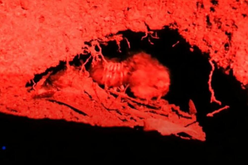 VELIKE STONOGE SA JUŽNOG PACIFIKA: Godišnje pojedu skoro 4.000 malih morskih ptica! (VIDEO)