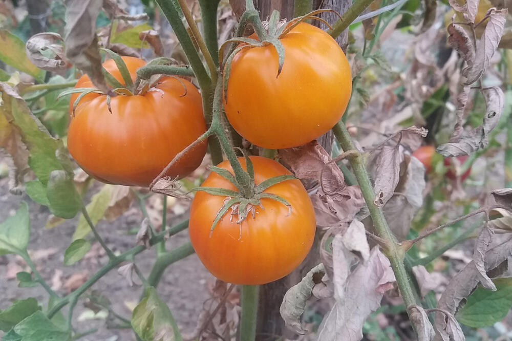 Ljudi masovno posipaju sodu bikarbonu oko paradajza: Odmah uradite isto i za 2 dana nećete verovati svojim očima