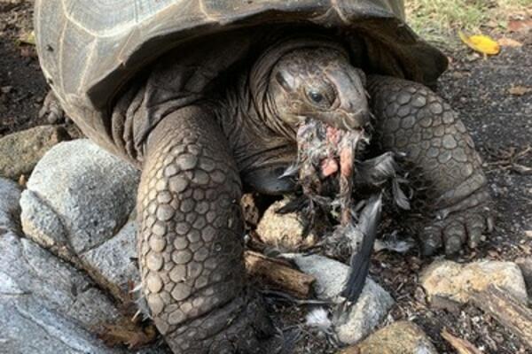 ZASTRAŠUJUĆI PRIZOR IZ DIVLJINE: Dobro razmislite pre nego što pogledate, nije za SVAKOGA (VIDEO)