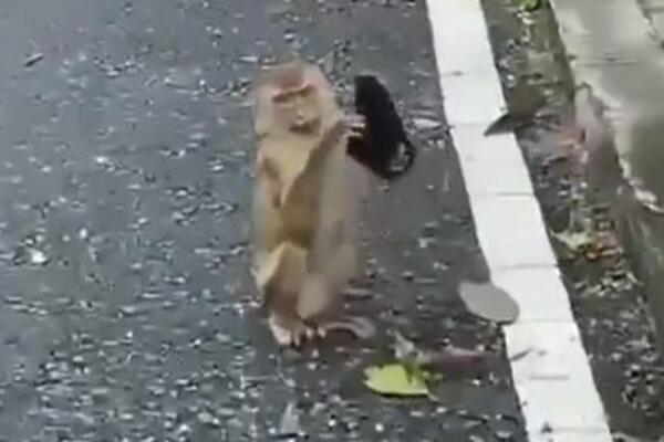 MAJMUN JE PRONAŠAO BAČENU MASKU NA ULICI: Prosto je NEVEROVATNO šta je učinio s njom! (VIDEO)