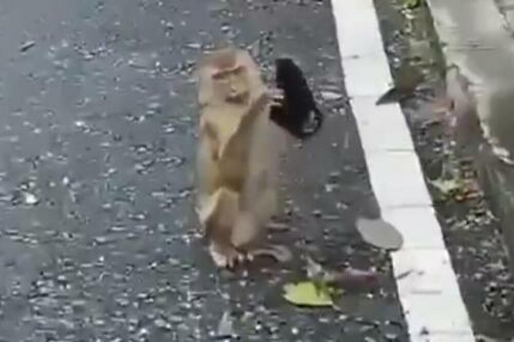 MAJMUN JE PRONAŠAO BAČENU MASKU NA ULICI: Prosto je NEVEROVATNO šta je učinio s njom! (VIDEO)