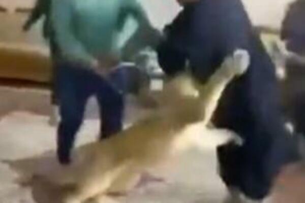 LAV UPAO U SOBU PUNU ARAPA: Nastao je haos, on je SAMO JURIO OVOG ĆELAVOG! (VIDEO)