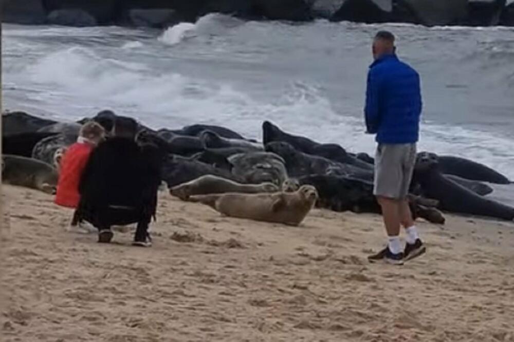 Horor! Za dve nedelje uginulo 530 kaspijskih foka, u pitanju je zaštićena vrsta! Razlog je zastrašujući