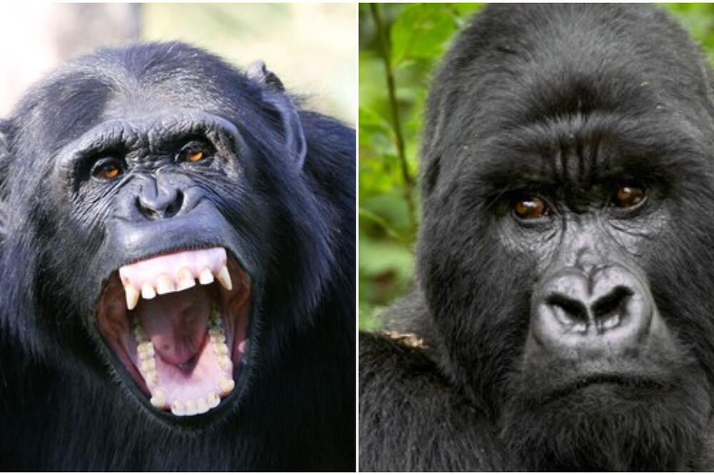 ŠIMPANZE SU NAPALE OGROMNOG GORILU I NJEGOVU PORODICU: Epilog je bio UŽASNO KRVOPROLIĆE! (FOTO)