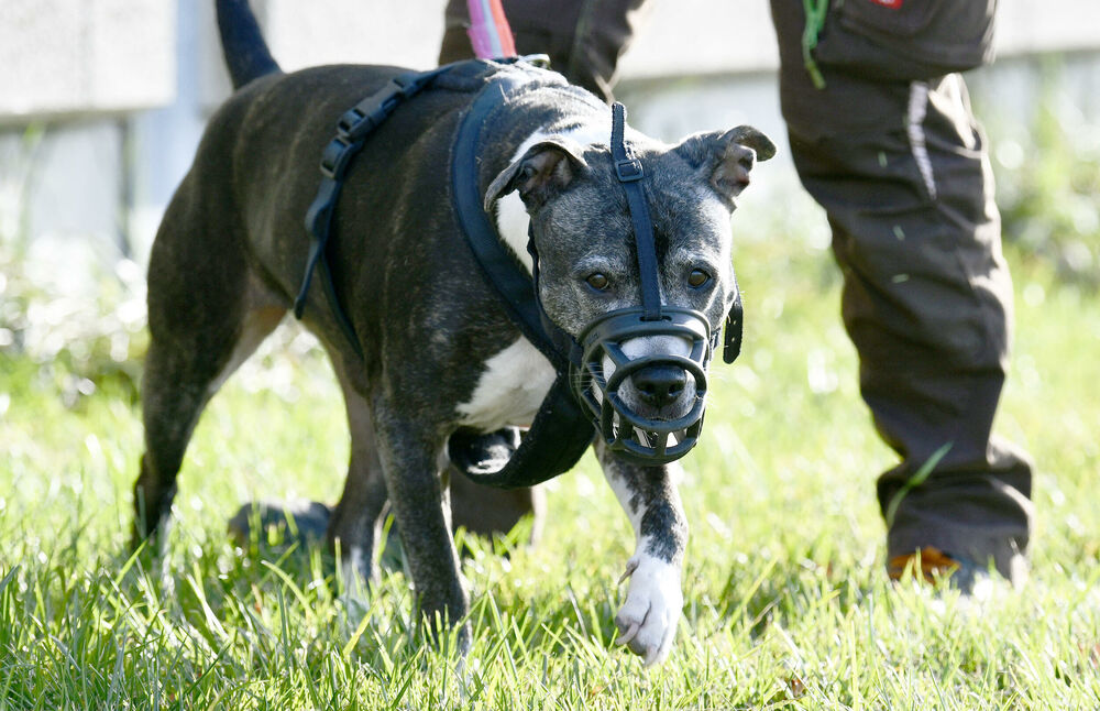 Američki staford, Pas, Kuče