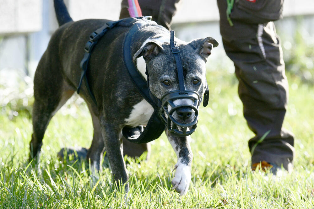 KRVOLOČNI PAS NAPAO DETE U SRPSKOM GRADU: Zgradom je odjekivala VRISKA, devojčici odgrizen DEO UVETA!