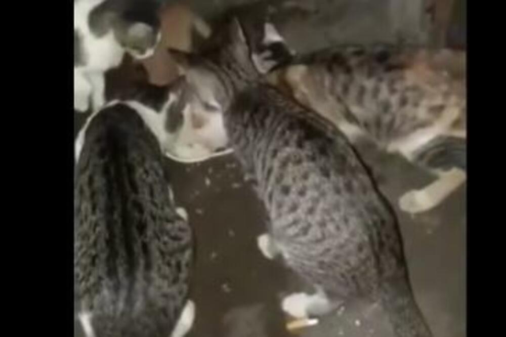 NESVAKIDAŠNJI GOST: Mačke podelile hranu, kada vidite sa KIME zanemećete! (VIDEO)