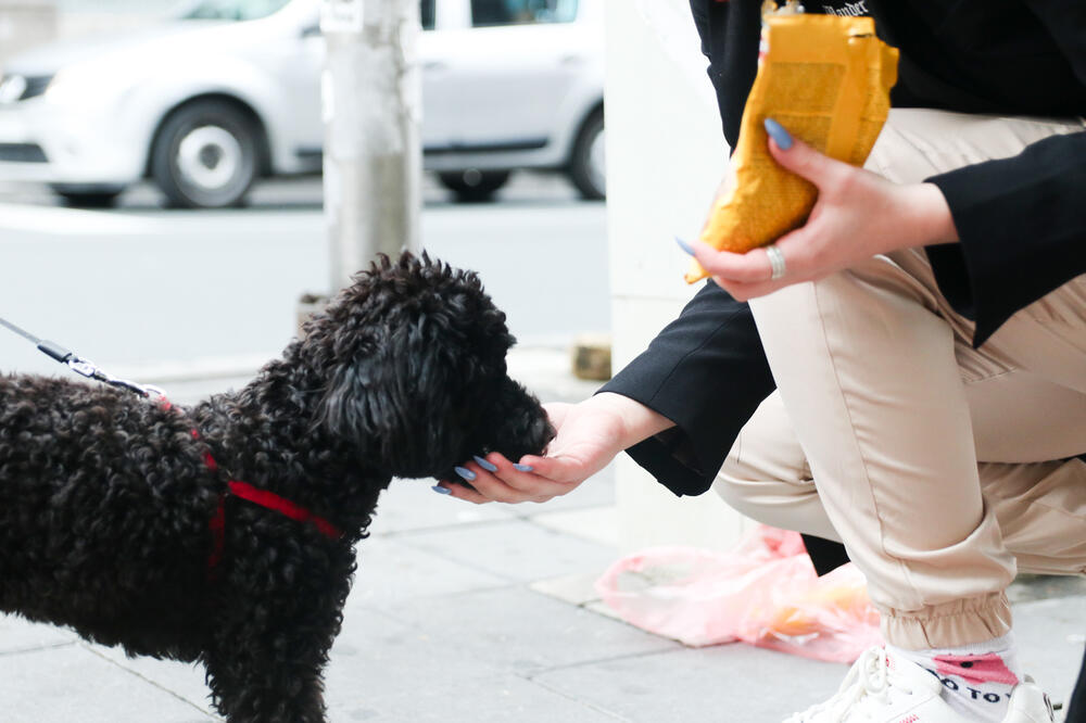 4 RAZLOGA ZBOG KOJIH VAŠE DETE TREBA DA ODRASTA UZ KUĆNOG LJUBIMCA: Briga o životinjama ima mnogo PREDNOSTI!