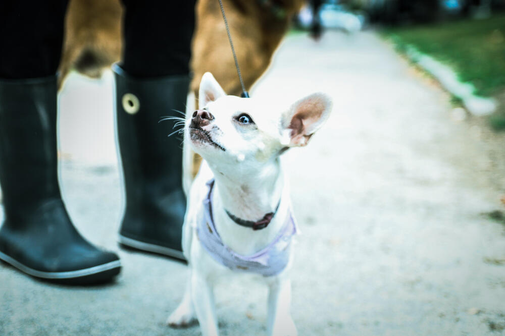 HOROR U RUSIJI: Muškarac ukrao PSA, pa ga POJEO!