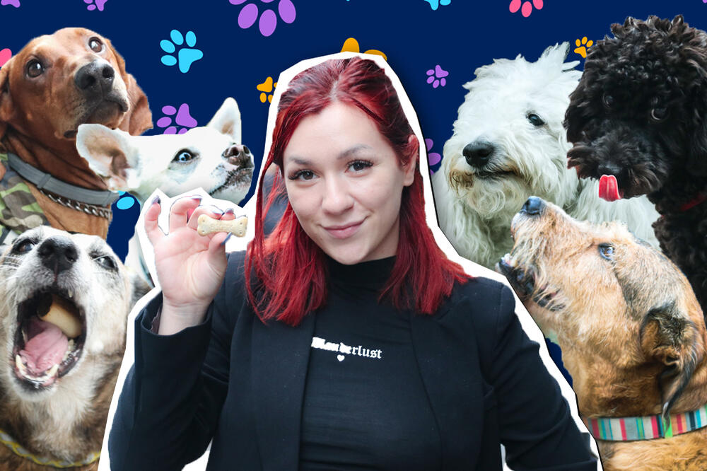 EKIPA ESPRESA ODLUČILA DA IZNENADI KUCE ZA NJIHOV PRAZNIK: Pogledajte njihove neodoljive reakcije (FOTO)