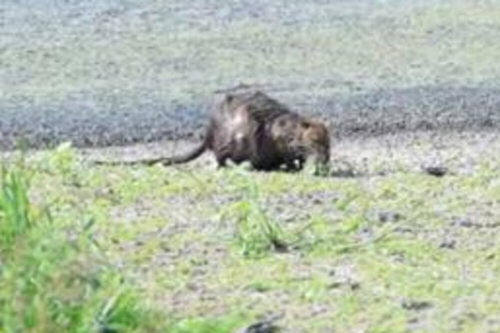 SNIMAK NUTRIJA ISPOD PUPINOVOG MOSTA ŠOKIRAO JE JAVNOST! Biolozi UPOZORAVAJU - mogu da postanu OGROMAN PROBLEM!
