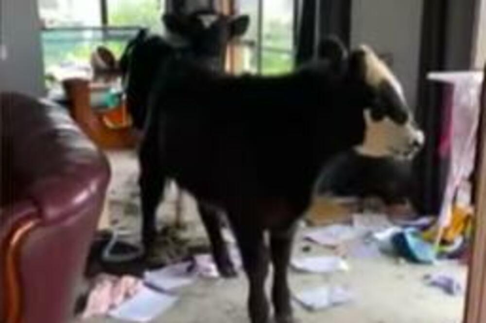 ŠOKANTAN PRIZOR JE SAČEKAO: Evo ko joj je DEMOLIRAO kuću (VIDEO)