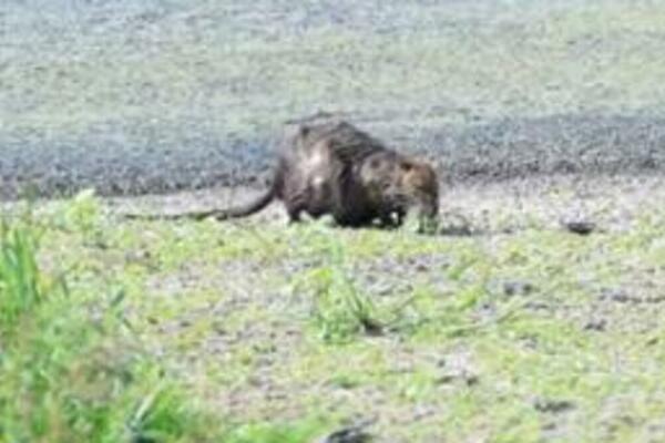 SEĆATE SE ŽIVOTINJE ZA KOJU BEOGRAĐANI NISU IMALI POJMA: Otkrivamo vam šta je u pitanju (VIDEO)