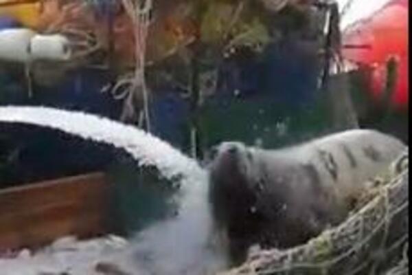 NEZAPAMĆEN PRIZOR NA PALUBI RUSKOG BRODA: Džinovska ZVER im se popela na palubu! (VIDEO)