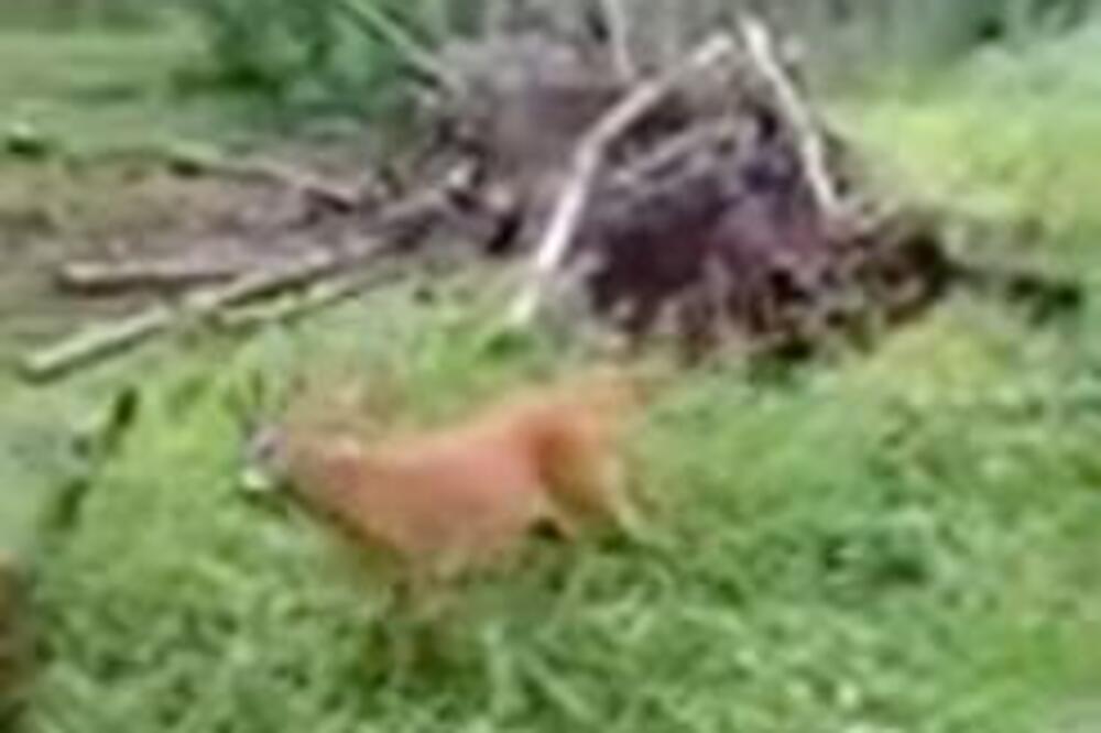 SNIMLJEN ŽESTOK NAPAD USRED ŠUME: Čovek je počeo da ZAPOMAŽE! (VIDEO)
