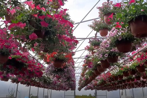 VISEĆE CVEĆE ĆE VAM JEDINO OVAKO USPETI: Poslušajte savet i svi će zavideti VAŠOJ TERASI (FOTO)