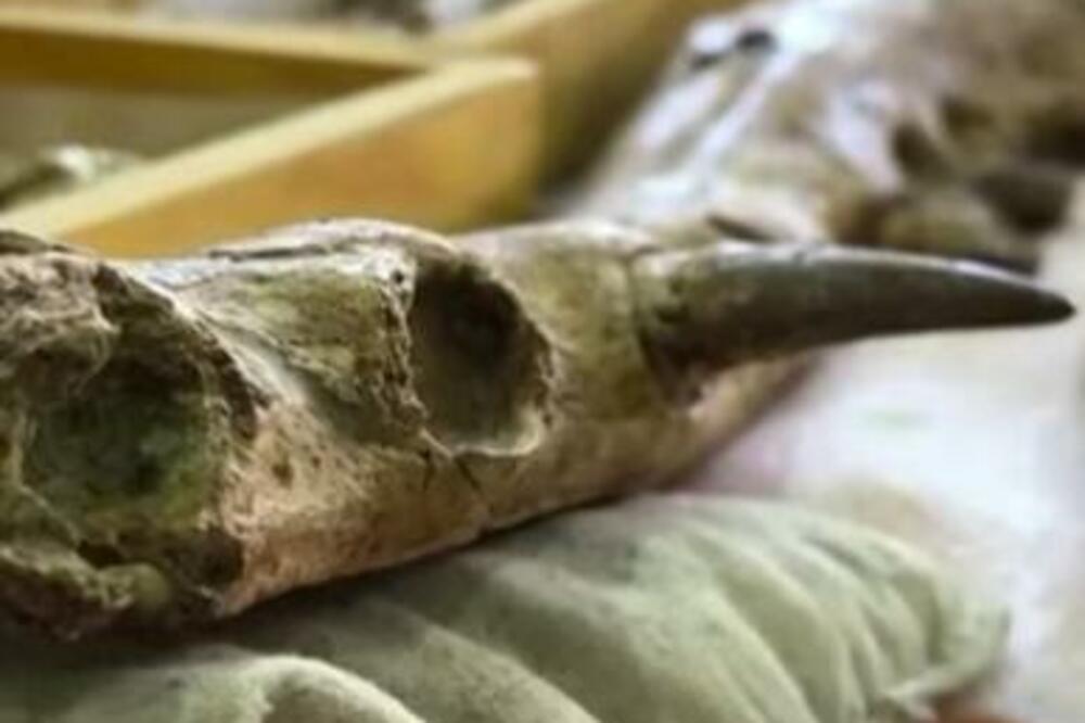 NEVEROVATNO OTKRIĆE U EGIPTU: Pronađen skelet ČETVORONOŽNOG KITA, mogao je i da pliva i da hoda! (VIDEO)