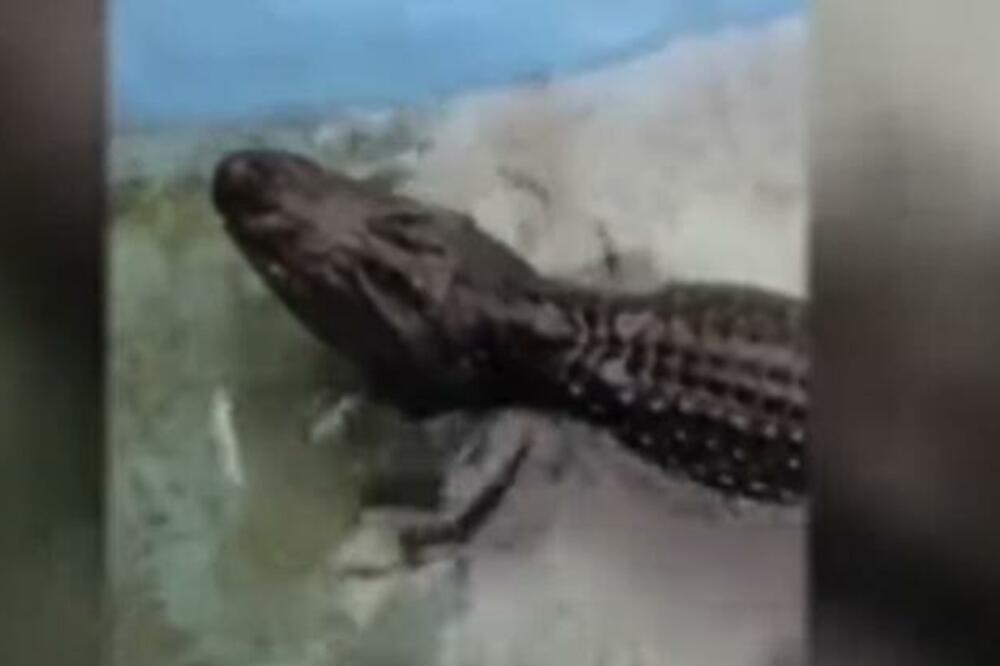 ALIGATOR MUJA IMA VIŠE OD 85 GODINA! Jedini je stanovnik ZOO vrta koji je preživeo DRUGI SVETSKI RAT! (VIDEO)