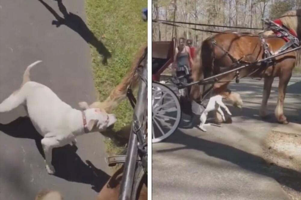 POBESNELI PITBUL NAPAO VELIKOG KONJA U KOČIJI: Platio je VEOMA TEŠKU CENU! (UZNEMIRUJUĆI VIDEO)