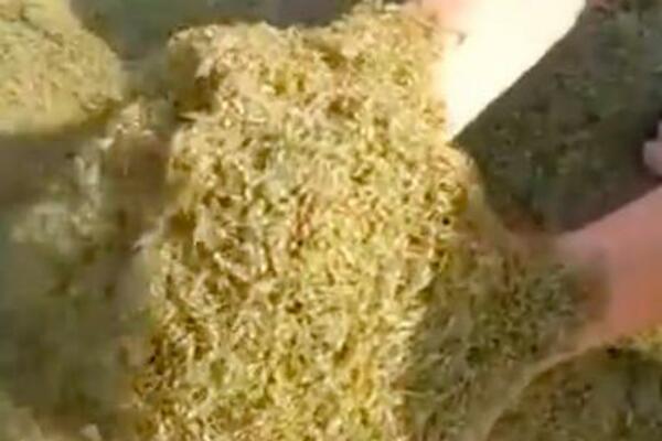 KAD SHVATITE ŠTA OVI LJUDI DRŽE U RUKAMA, ZGADIĆE VAM SE ŽIVOT! Da li je ovo moguće? (VIDEO)