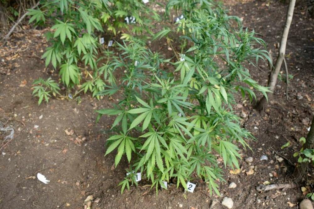 HAPŠENJE U NEGOTINU: U dvorištu gajio indijsku konoplju