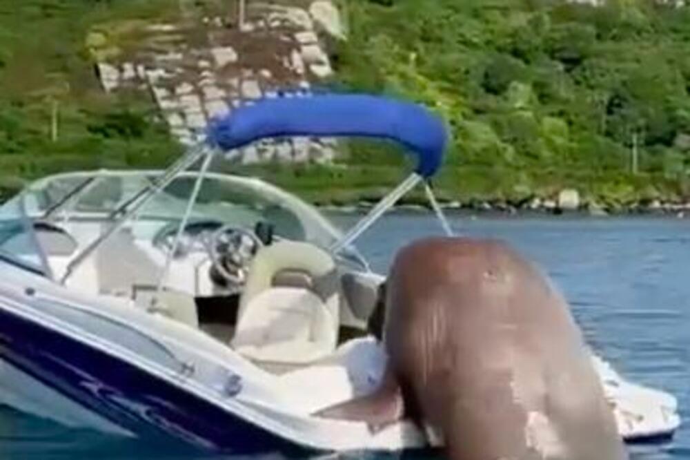 VALIJU TREBA VEĆI BROD: Čuveni MORŽ primećen u 4 države, a sada dobija svoj PONTON! (VIDEO)