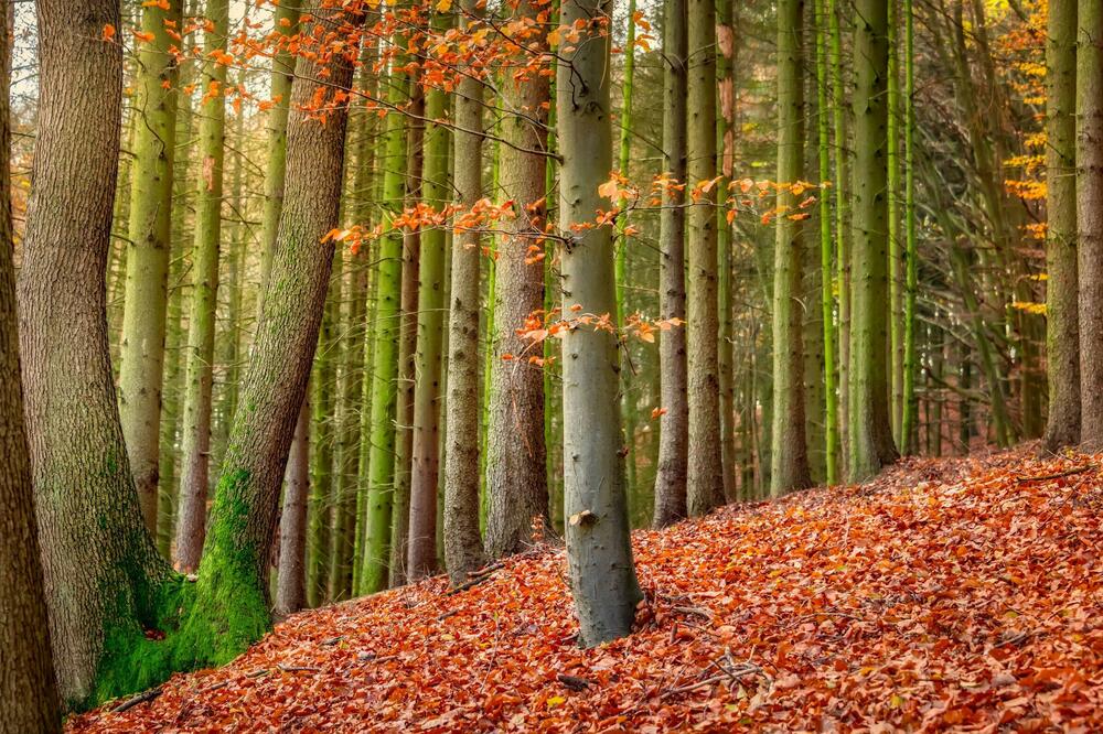 INICIJATIVA BILION MOGLA BI DA SAČUVA PLANETU OD UNIŠTENJA: Morate pročitati o čemu je reč, ideja je SJAJNA!