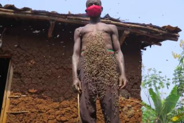 "KRALJ PČELA" NIKADA NIJE UBODEN: Redovno šeta sa hiljadam insekata koji puze po njegovom golom telu (VIDEO)