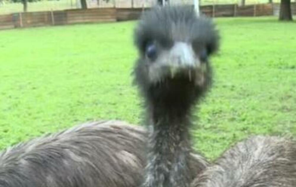 Emu