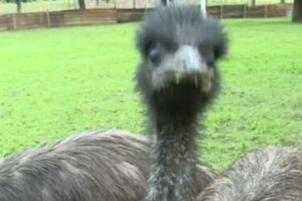 KRAGUJEVAČKI ZOO VRT JE BOGATIJI ZA DVA NOVA STANOVNIKA: Ova ptica trči 50 kilometara na sat, raste do 1,7 metara