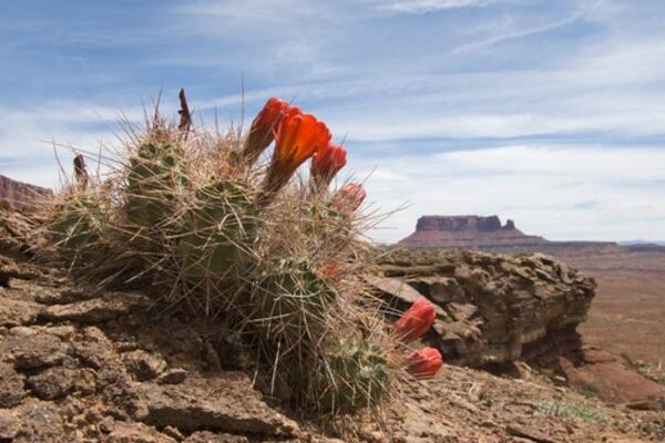 DA LI STE ČULI ZA KAKTUS-MAFIJU? Kriminal težak milijarde, a ovo se NAJVIŠE TRAŽI! (FOTO)