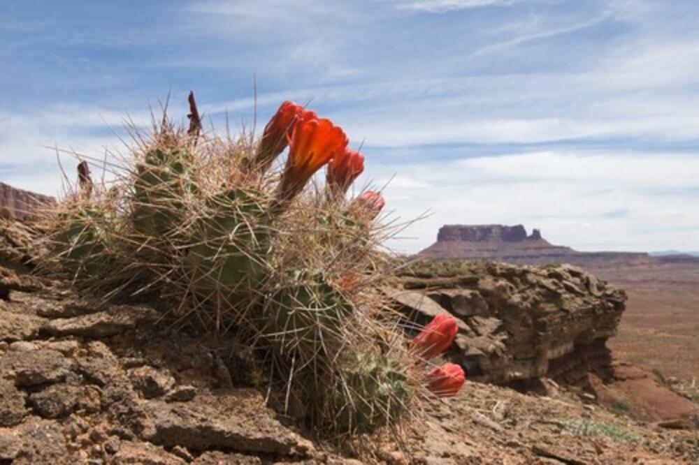 DA LI STE ČULI ZA KAKTUS-MAFIJU? Kriminal težak milijarde, a ovo se NAJVIŠE TRAŽI! (FOTO)