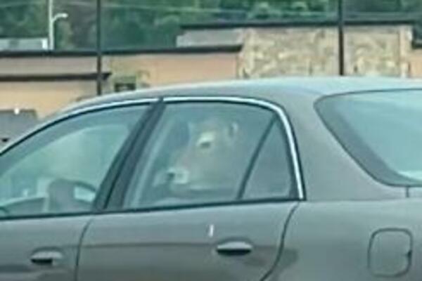 VIDI ONU KRAVU U BMW-U KAKO NAS GLEDA! Ali stvarno! (VIDEO)