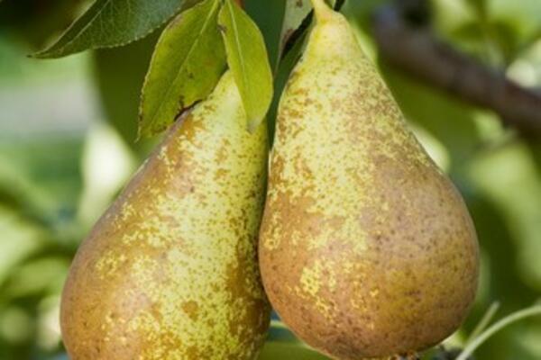 OVE VELIKE PROMENE DESIĆE VAM SE AKO STALNO JEDETE KRUŠKE: Ne možete ni zamisliti ŠTA SVE RADE ZDRAVLJU, ČUDESNE SU