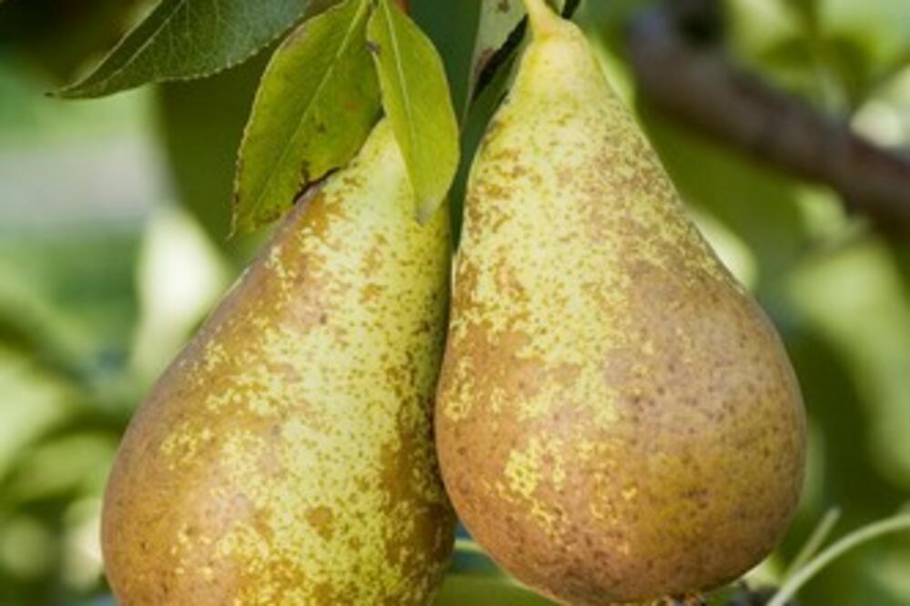 OVE VELIKE PROMENE DESIĆE VAM SE AKO STALNO JEDETE KRUŠKE: Ne možete ni zamisliti ŠTA SVE RADE ZDRAVLJU, ČUDESNE SU