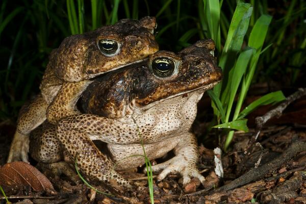 OVO JE NAJODVRATNIJA ŽABA NA SVETU: Ima i ružnijih, ali ova je ODVRATNA zbog jedne UŽASNE, UŽASNE ČINJENICE! (FOTO)