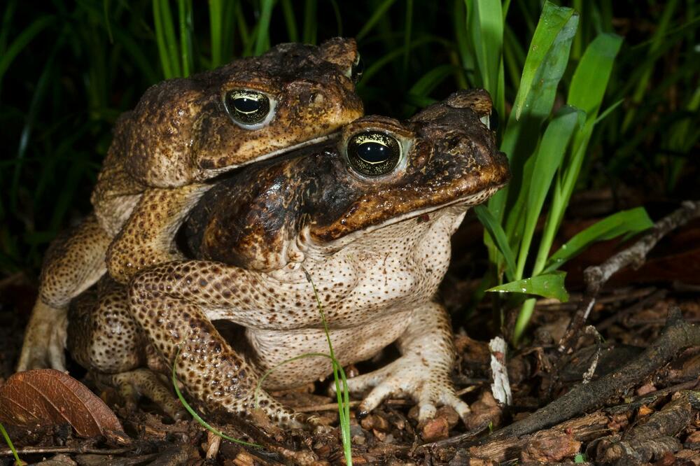 OVO JE NAJODVRATNIJA ŽABA NA SVETU: Ima i ružnijih, ali ova je ODVRATNA zbog jedne UŽASNE, UŽASNE ČINJENICE! (FOTO)