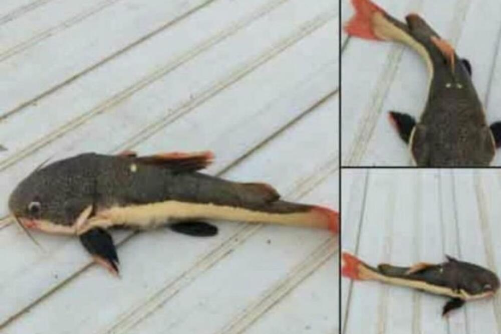 ČUDNA RIBA UHVAĆENA U SAVI! Pecaroš iz Jakova NIKADA je nije video, sumnja da je neko pustio iz akvarijuma! (FOTO)