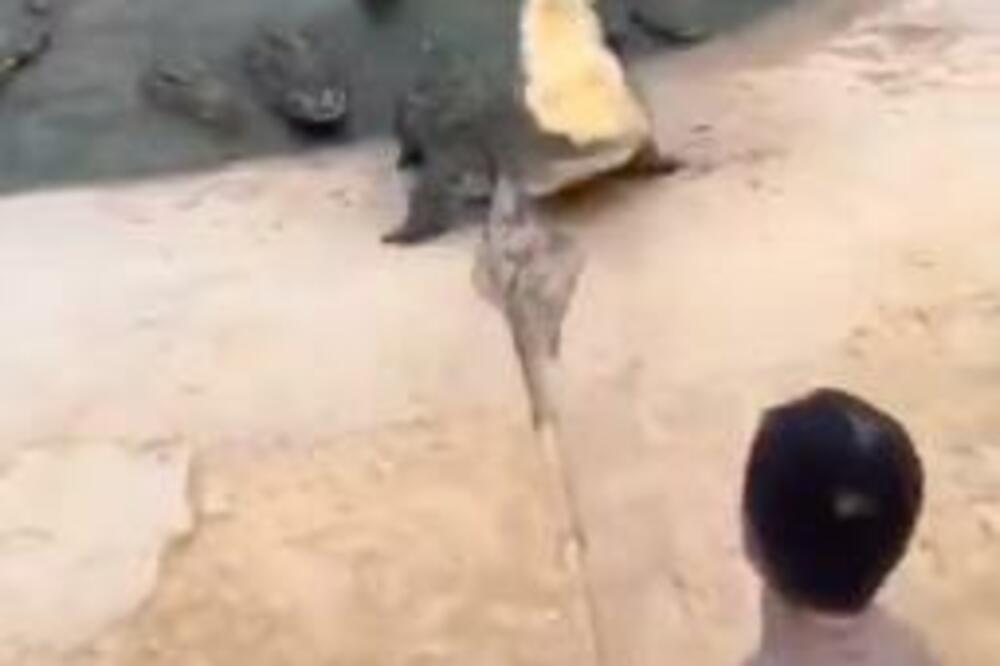 DŽINOVSKI KROKODIL KRENUO NA ČOVEKA KOJI IM JE BACAO MESO U VODU! Jedva se izvukao (VIDEO)