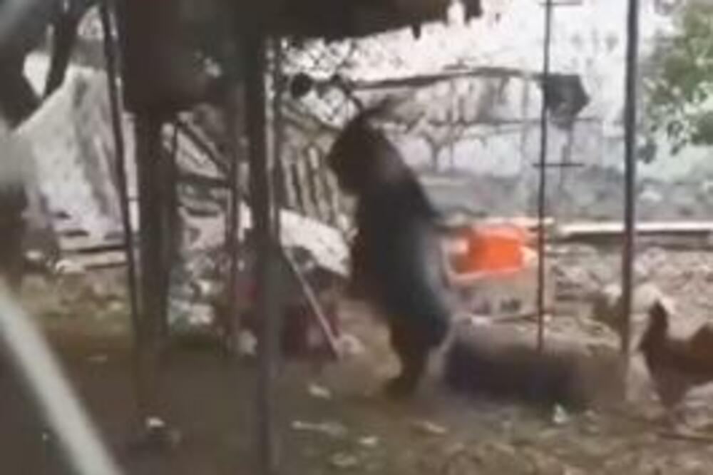 ŠTA JE OVO, JARAC ILI ČOVEK? Kako samo hoda na dve nove... (VIDEO)